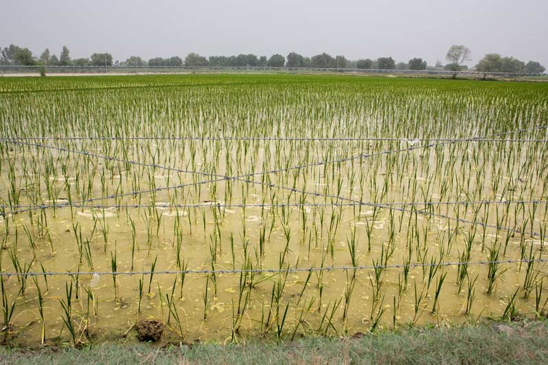 Impact of Green Revolution on Water Resources in India - Transplanted paddy fields flooded using groundwater amidst desert soil in Fazilka district, Punjab